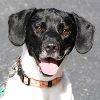 Richmond SPCA adoptions Skyrocket!